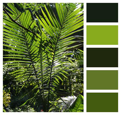 Tropical Palm Flora Texture Image